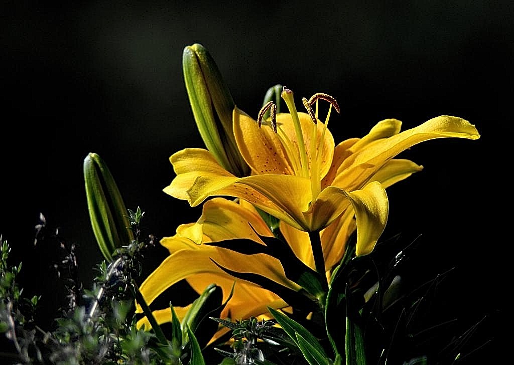 Lilie