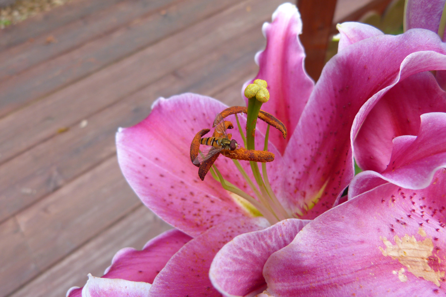 Lilienblüte mit Besucher 807