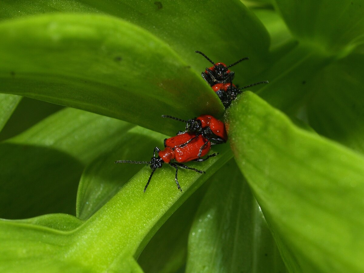 Lilienhähnchen