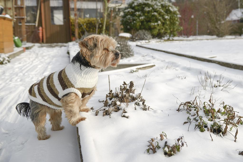 Lillie(Winterhunde2014)