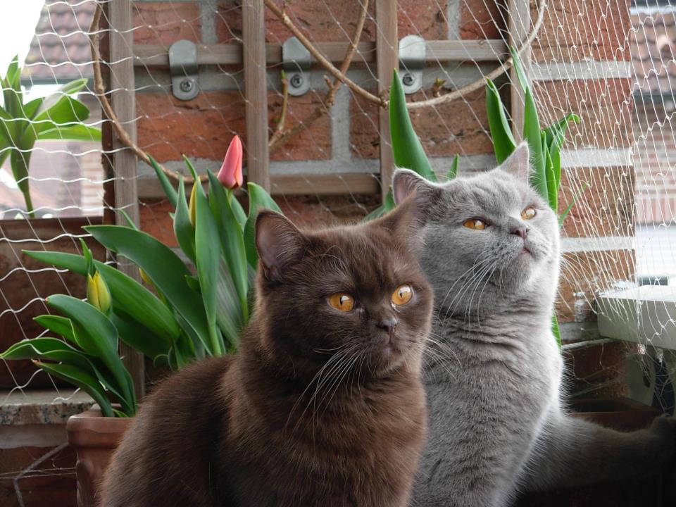 Lilly &amp; Lennox