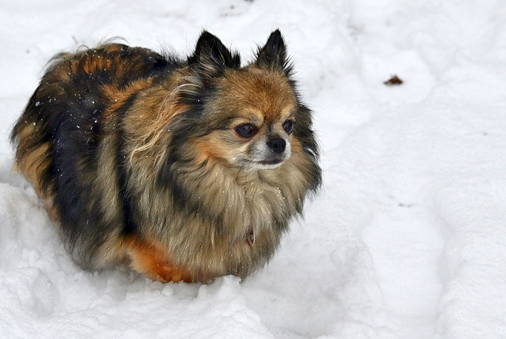 lilly im schnee