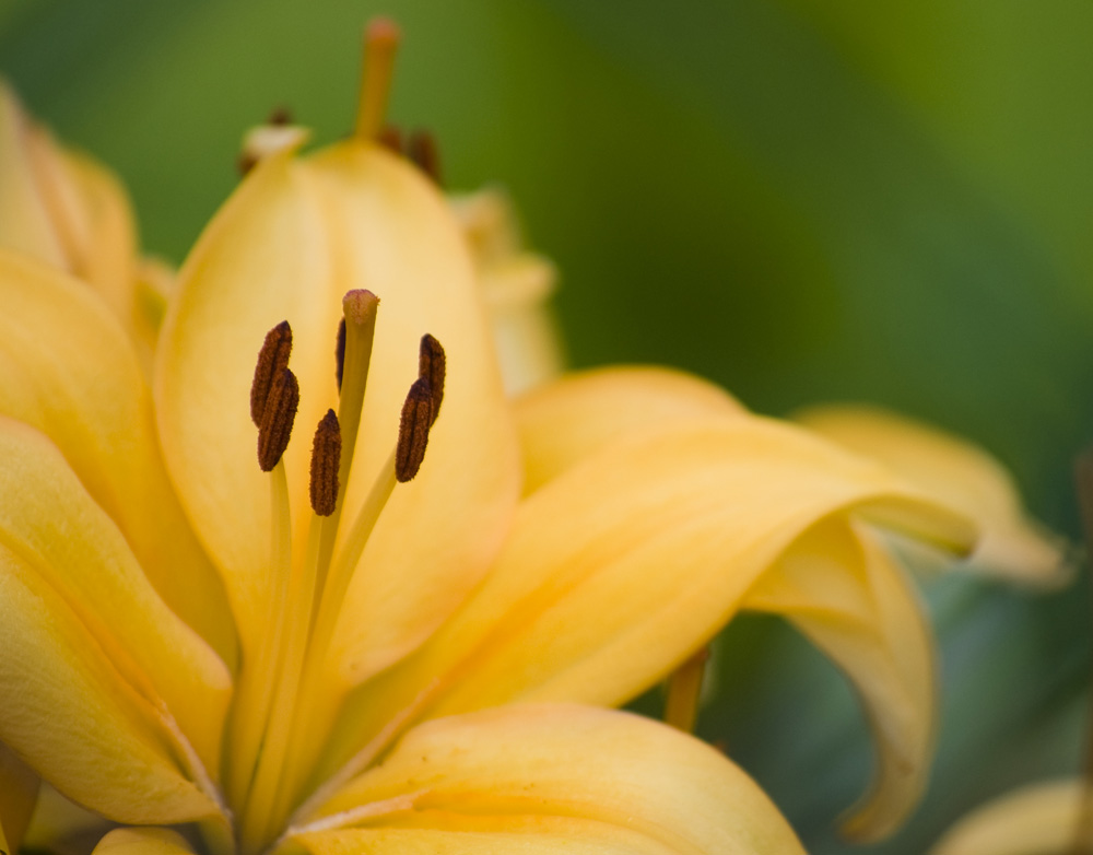 lily2