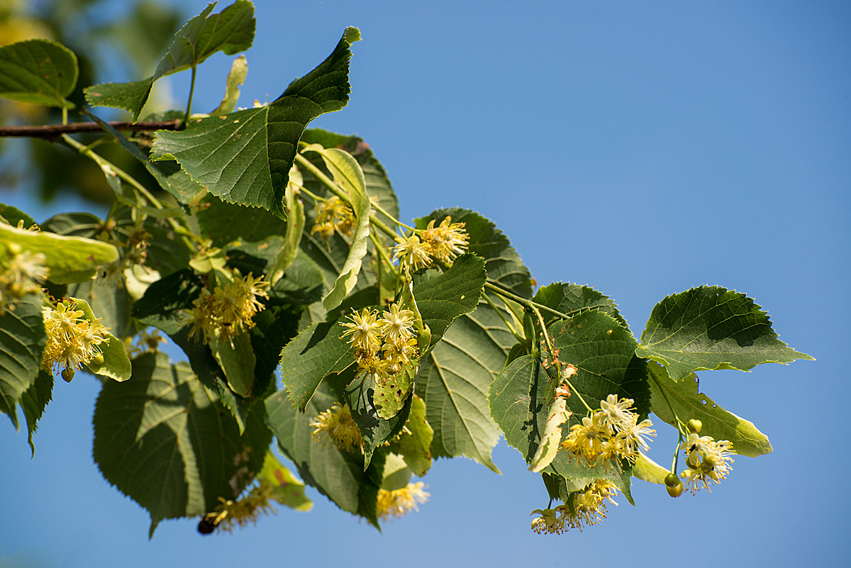 Lindenblüte