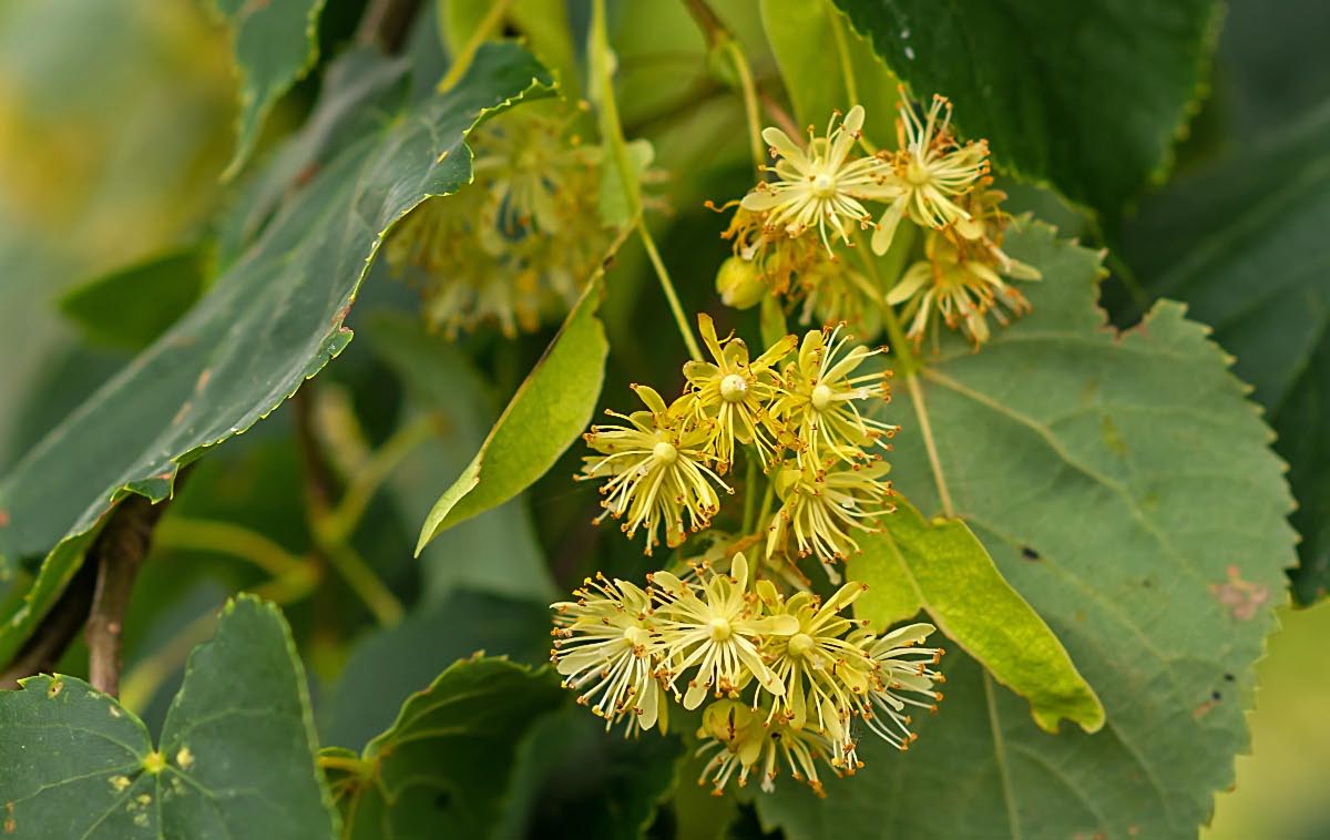 Lindenblüten 1.jpg
