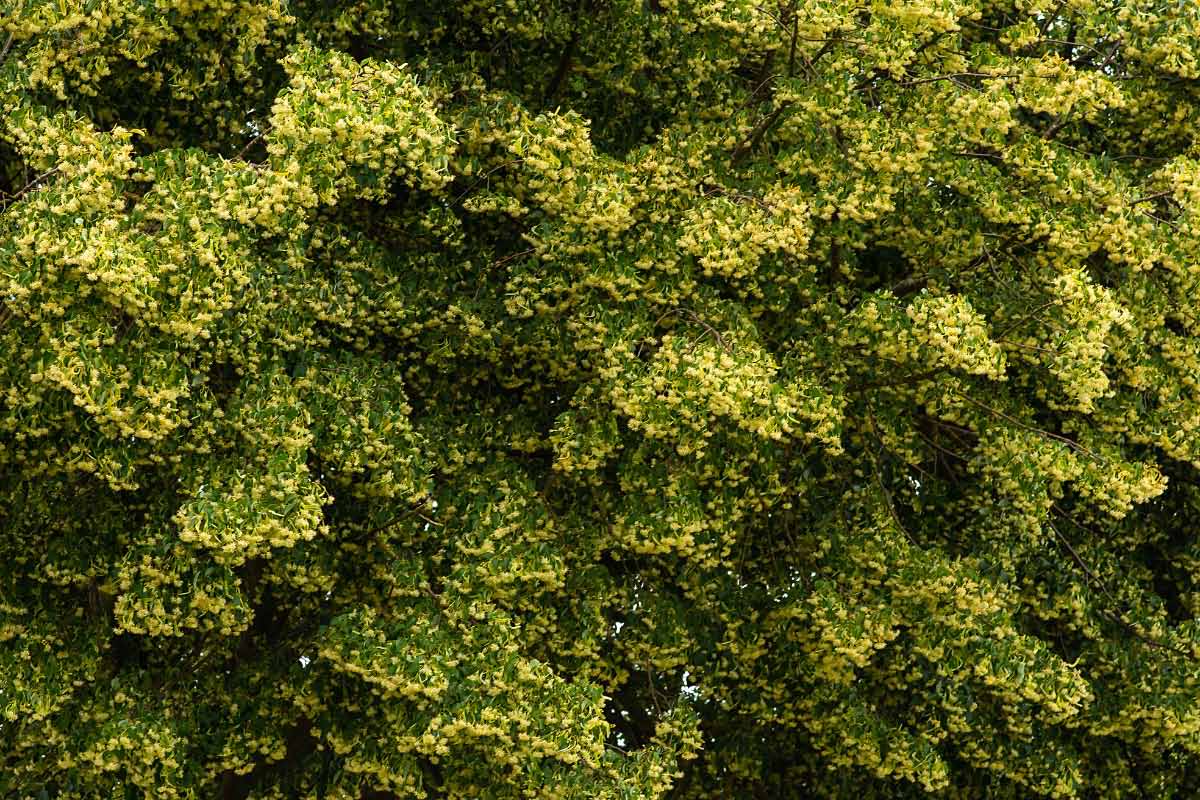 Lindenblüten 2.jpg