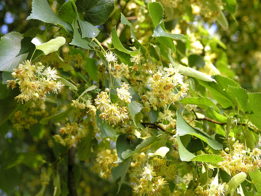 Lindenblüten

Die Sommer-Linde ist ein Baum, der Wuchshöhen von bis zu 40 Metern und Stammdurchmesser bis zu 1,8 Metern erreicht. Sie hat dunkelgrüne 