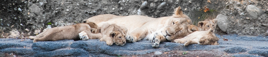 Lion puppys