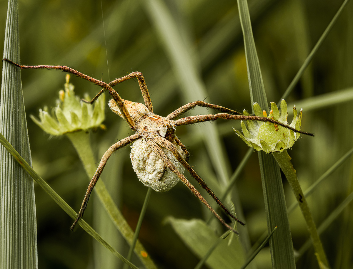 Listspinne mit Kokon