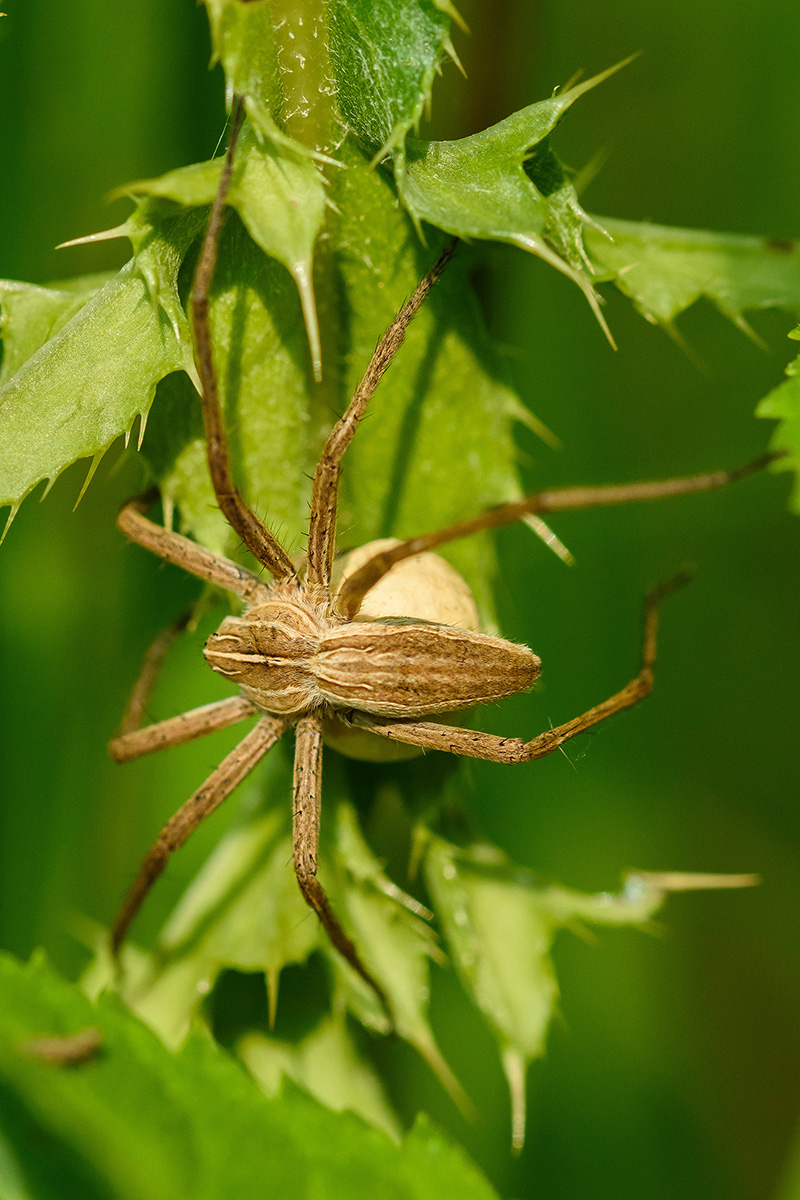 Listspinne1