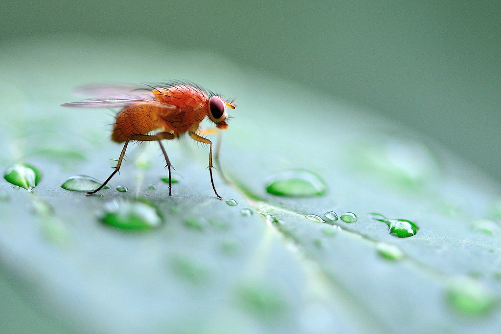 little red fly