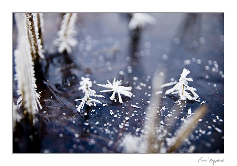 little trees in a puddle