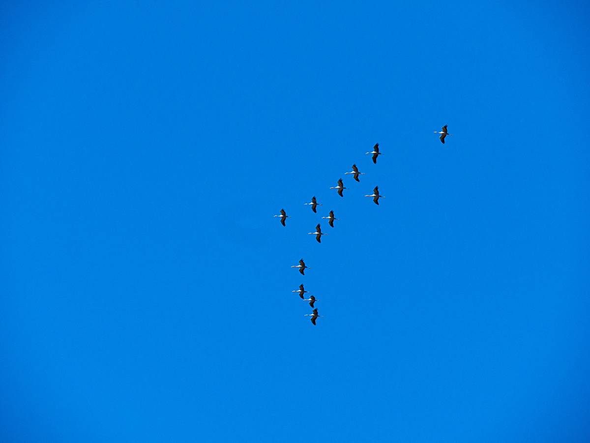 Lockere Formation