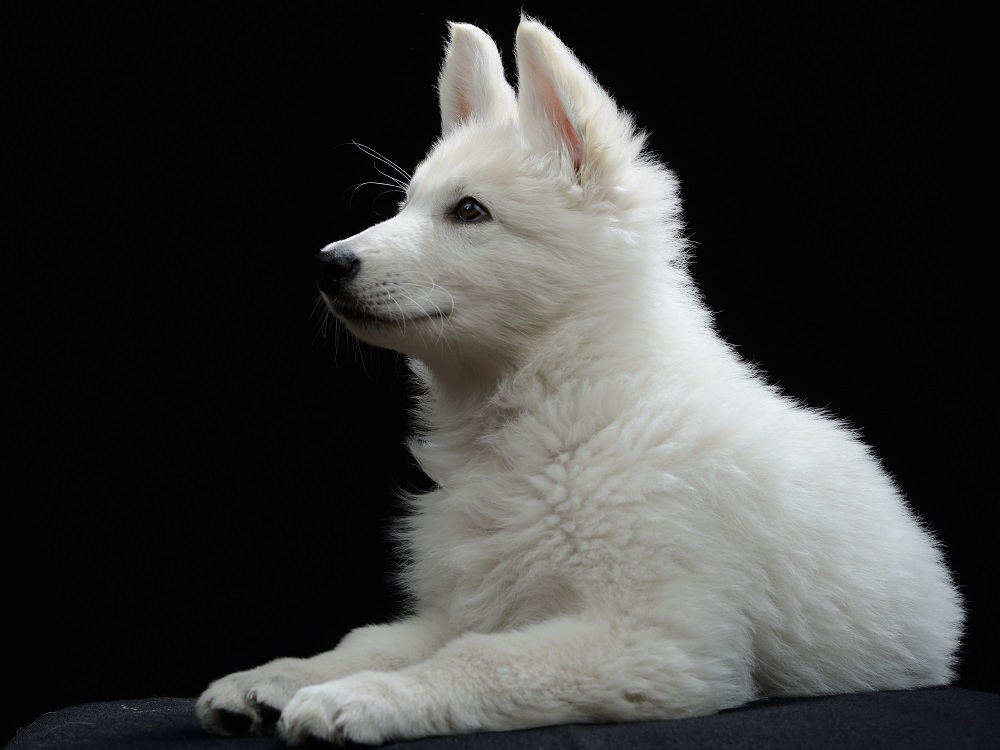 Loki4