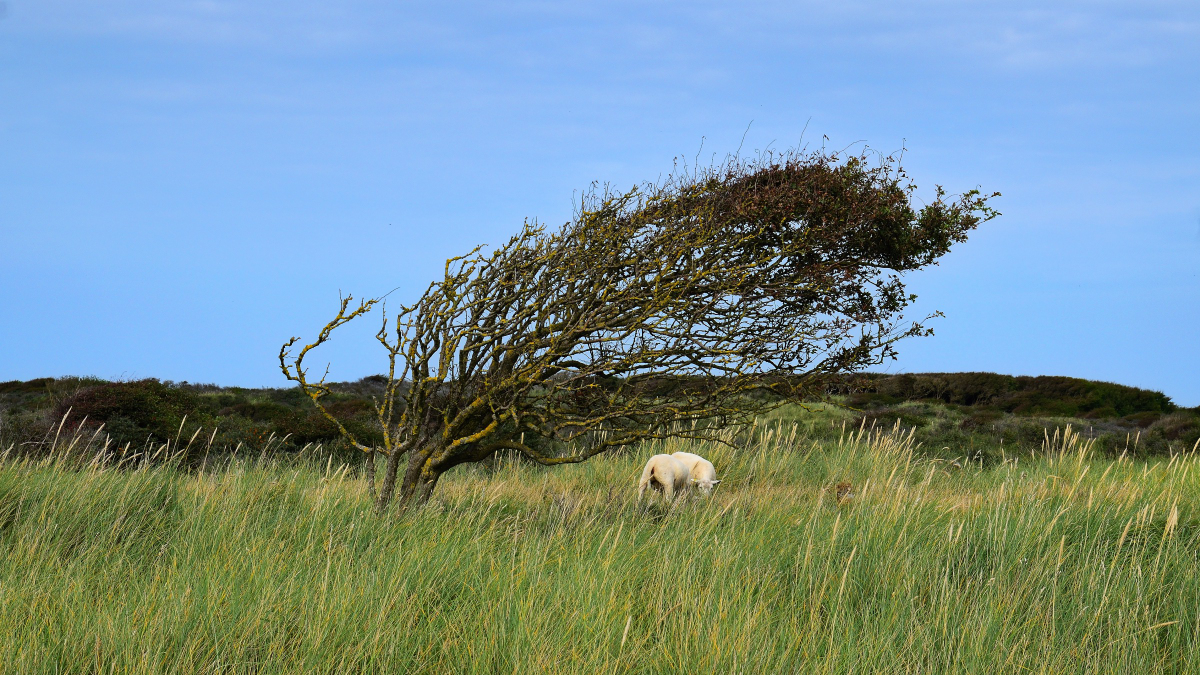 LOKKEN Jammerbucht Dünen Baum