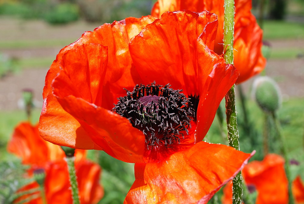 London Mohn 1021