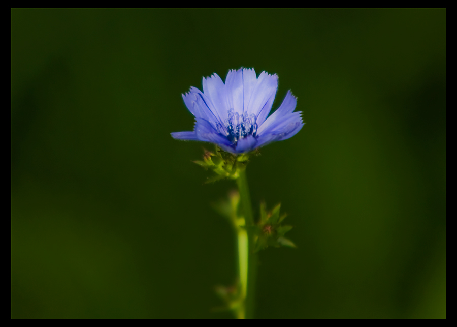Lonely Flower