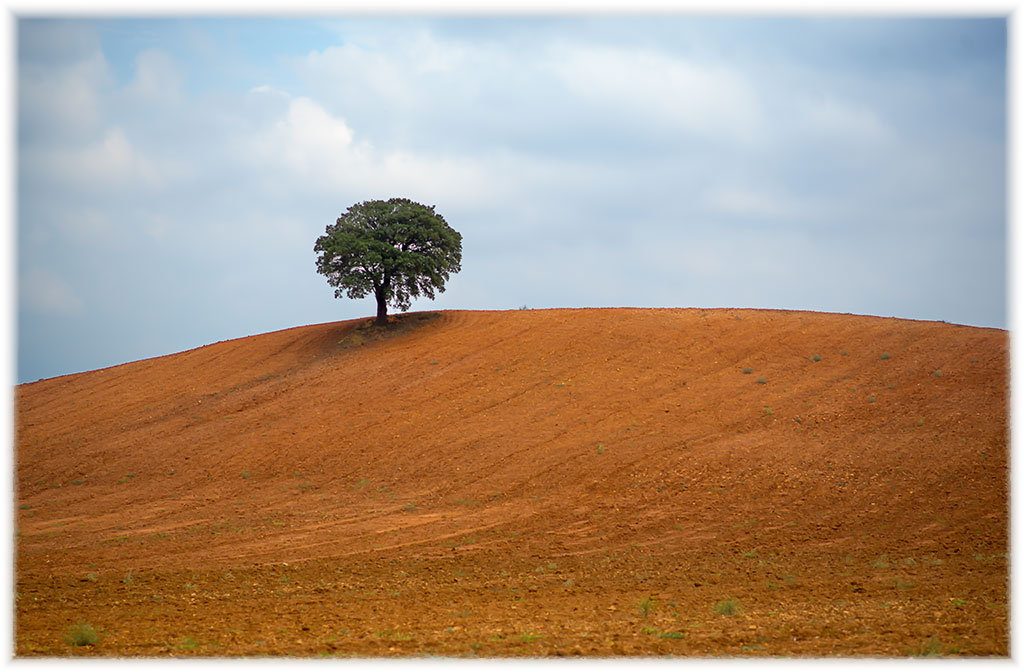 lonely tree