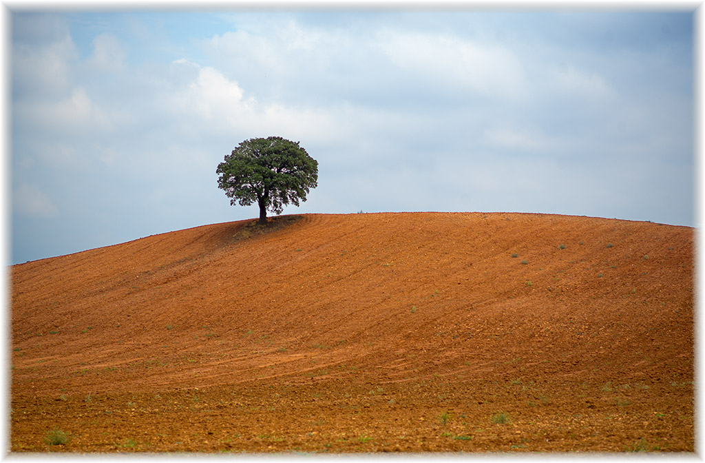 lonesome tree