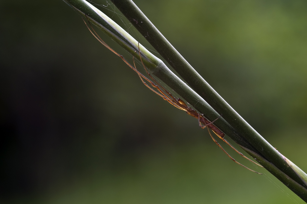 Long-jawed Water Orb-web Spider