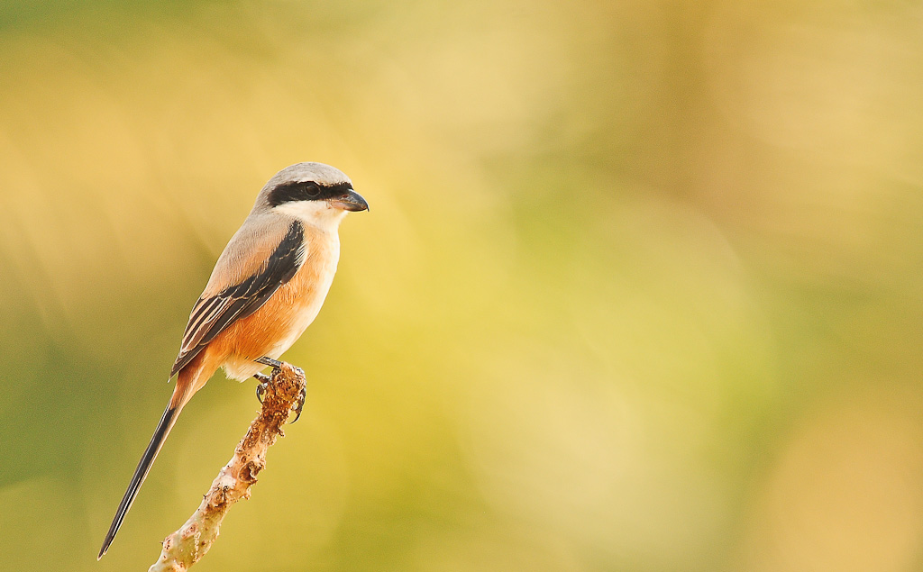 Long-Tailed Shrike