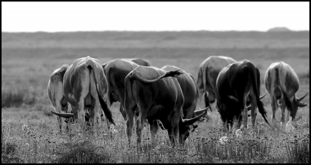 longhorn tuscany  D7K4630