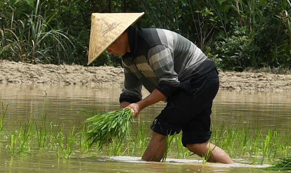 LongJi Reisterrassen 2 Crop 100%
