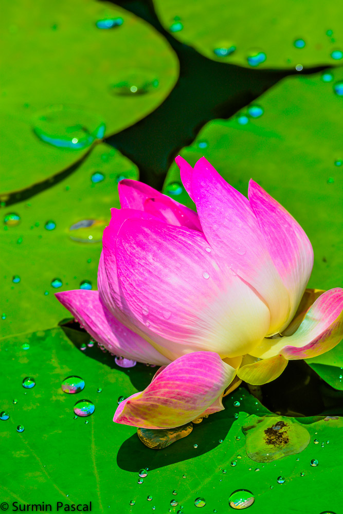 Lotus Blüte