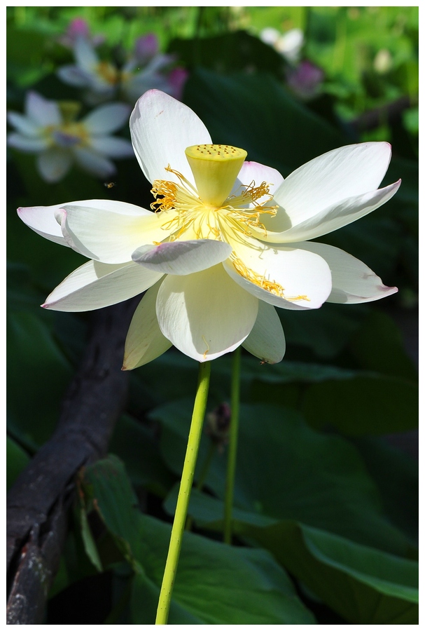 Lotus