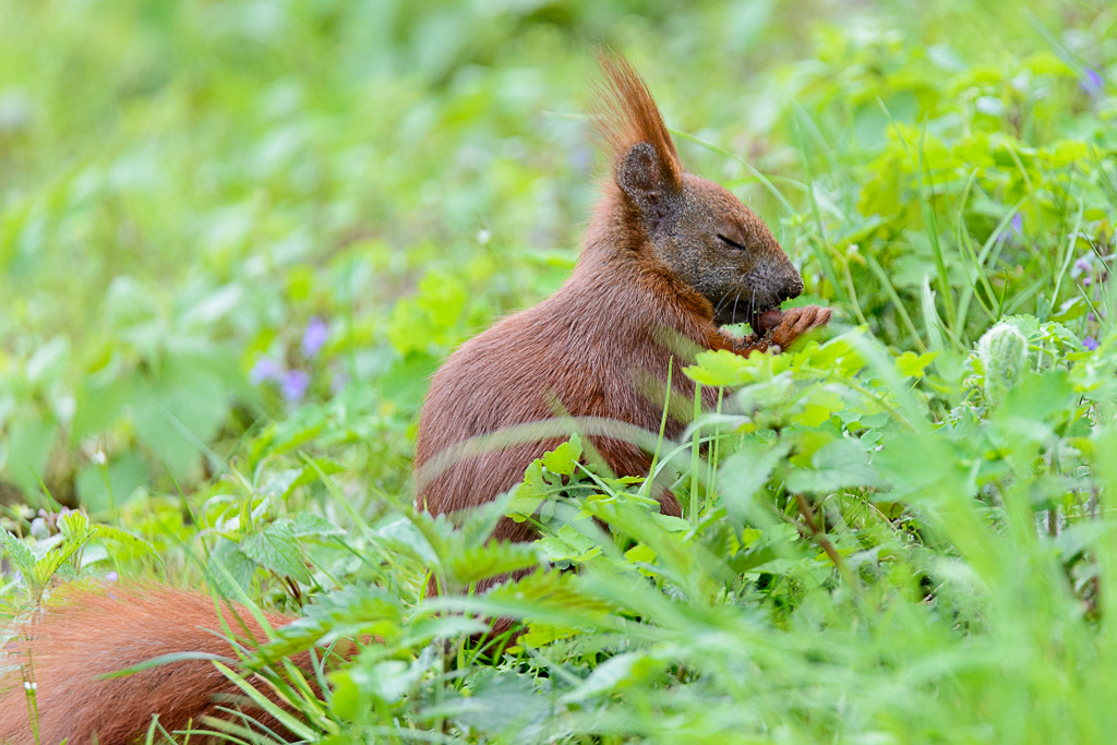 LR5.7, ISO 2000, 1/800 Sek. bei f/6,3, 600 mm.
