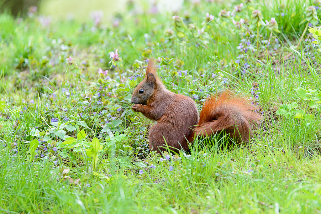 LR5.7, ISO 2800, 1/800 Sek. bei f/6,3, 600 mm.