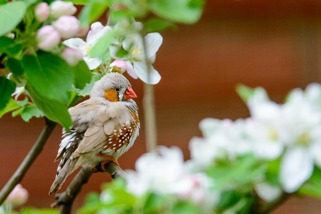 LR5.7, ISO 3600, 1/800 Sek. bei f/6,0, 450 mm.