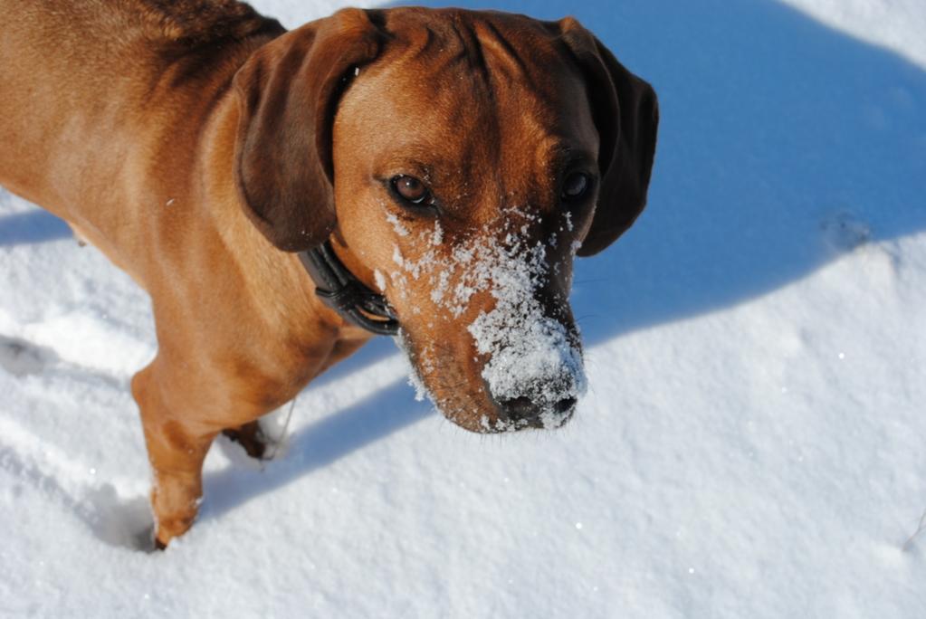 Luca die Schneenase :)