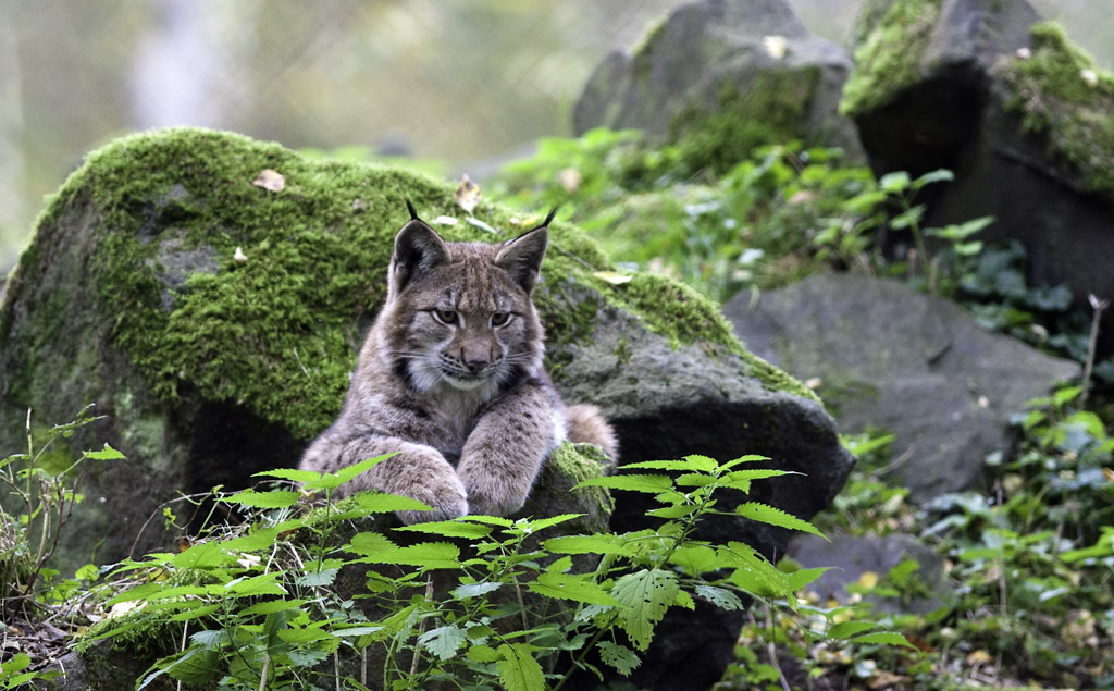 luchs 02