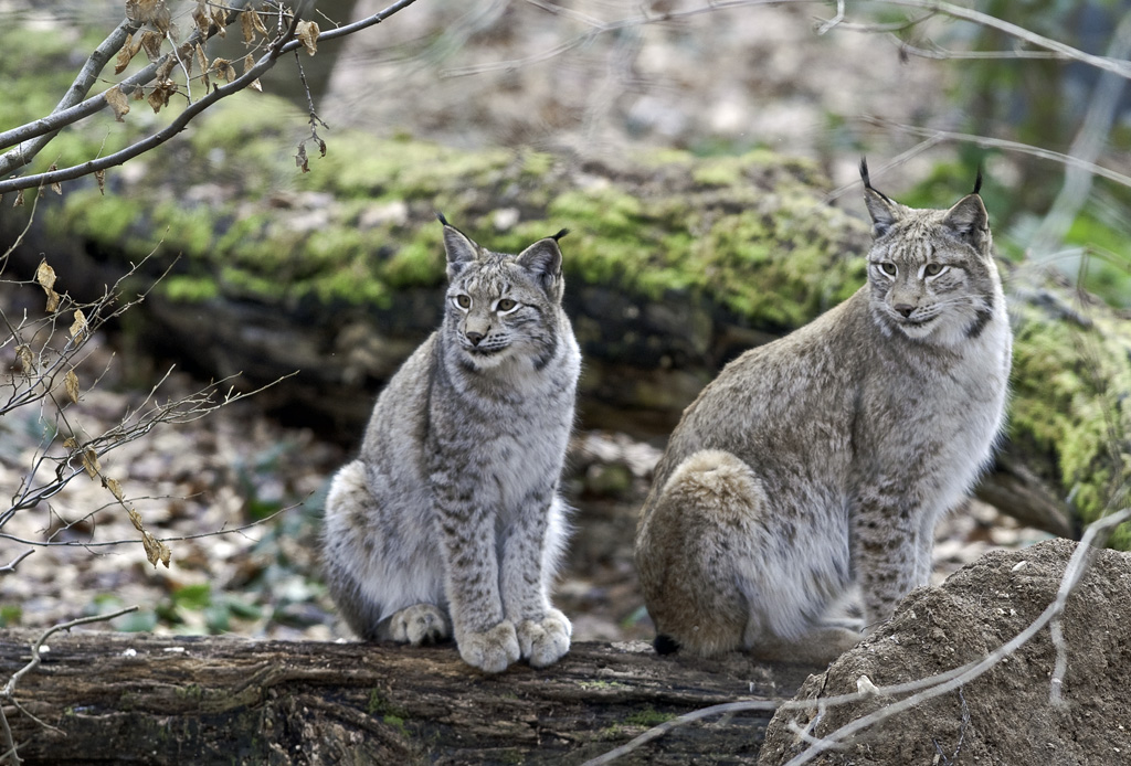 luchs 03