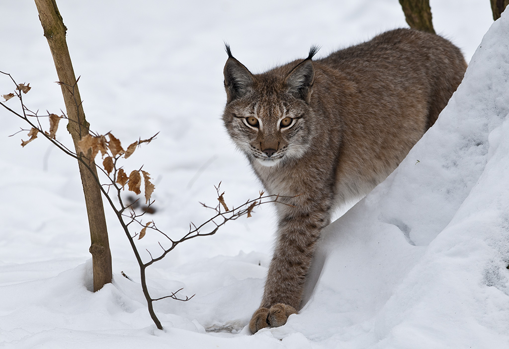 luchs 04