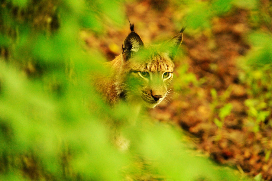Luchs 2