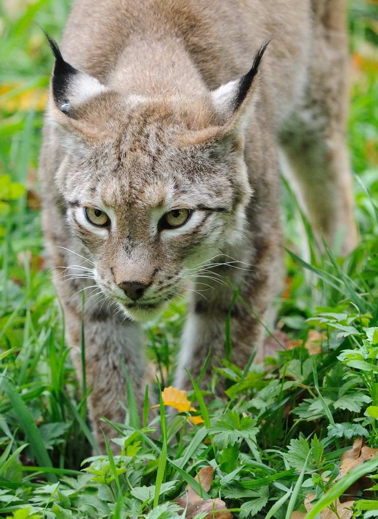 Luchs 3