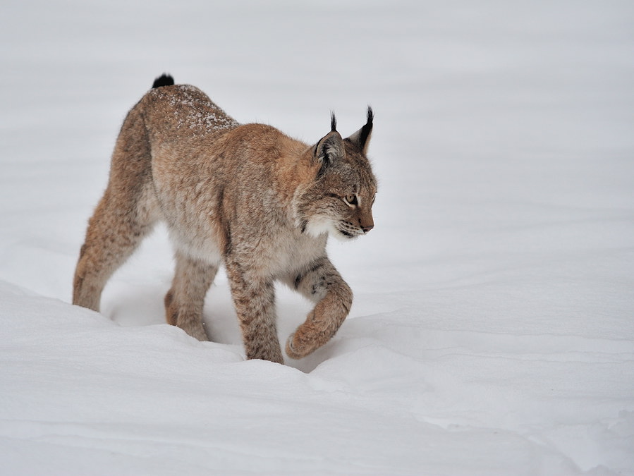Luchs, Hundshaupten 1