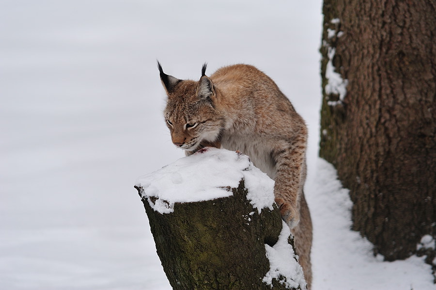 Luchs, Hundshaupten 2