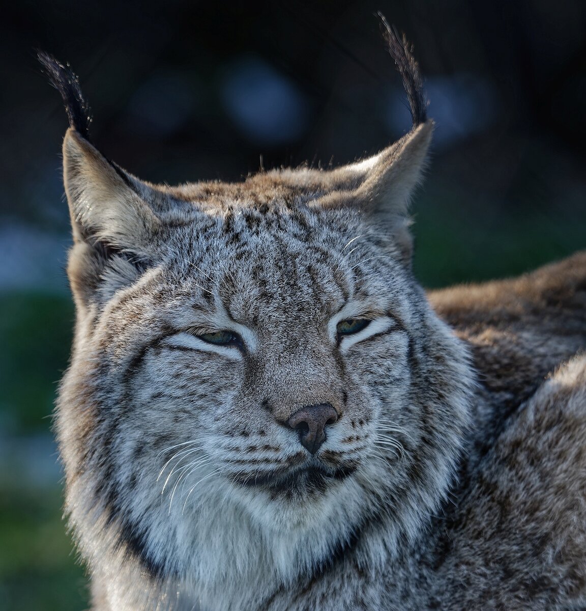 Luchs I.jpg