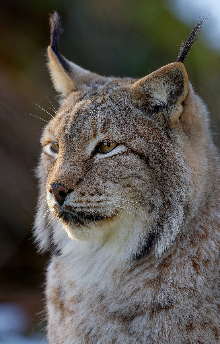 Luchs II.jpg