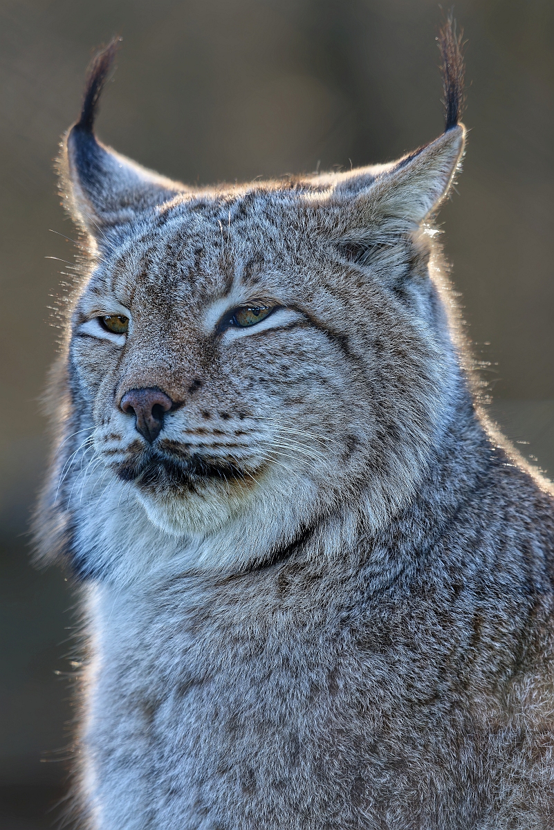 Luchs III.jpg