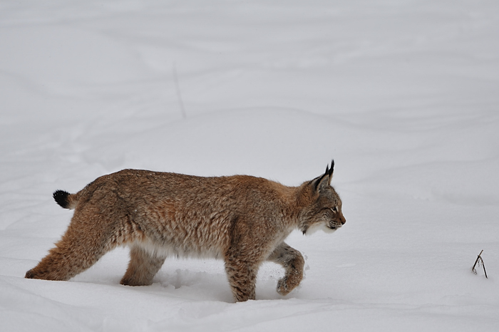 Luchs im Wildpark Hundshaupten