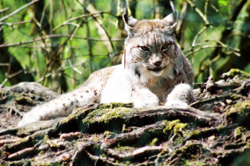 Luchs in Ruhephase
Tierpark Rosegg, Österreich