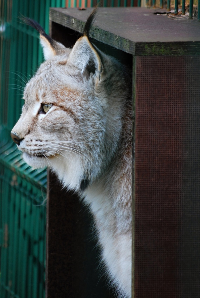 Luchs
