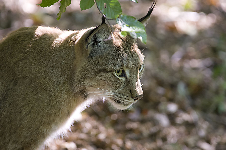 Luchs