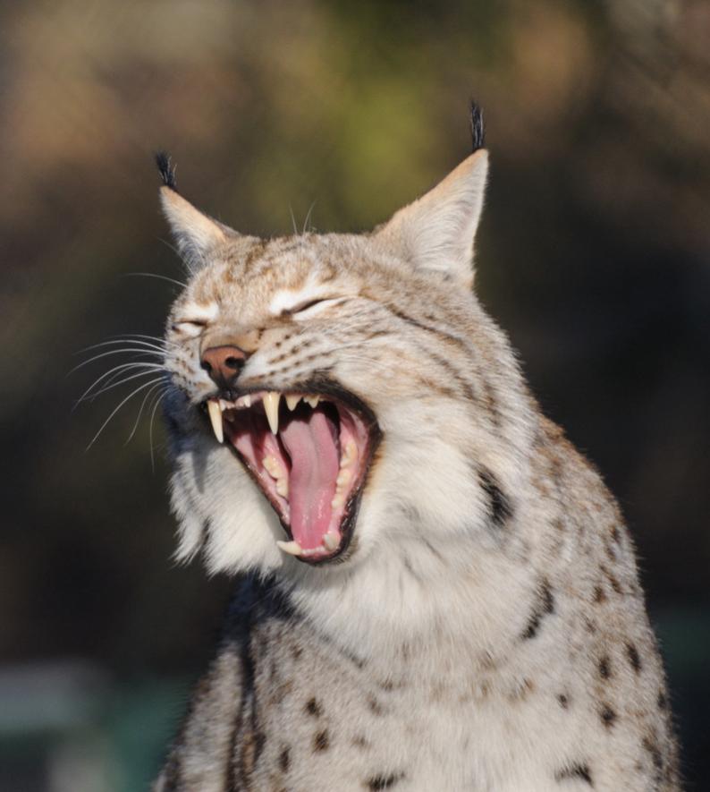 Luchs