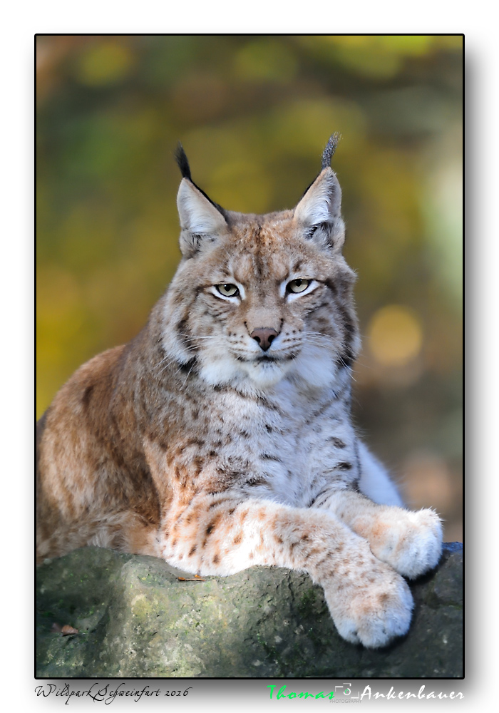 luchs
