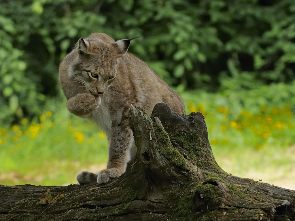Luchs